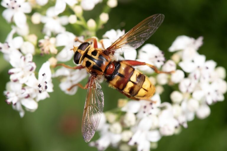 LIFE PolliNetwork: il progetto italiano per salvare gli insetti impollinatori