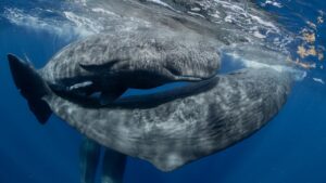 Il mare e il suo destino: MyShot 2025 lo racconta con le foto