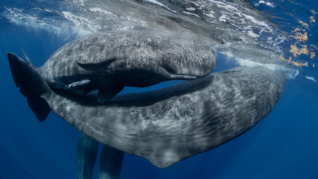 Il mare e il suo destino: MyShot 2025 lo racconta con le foto