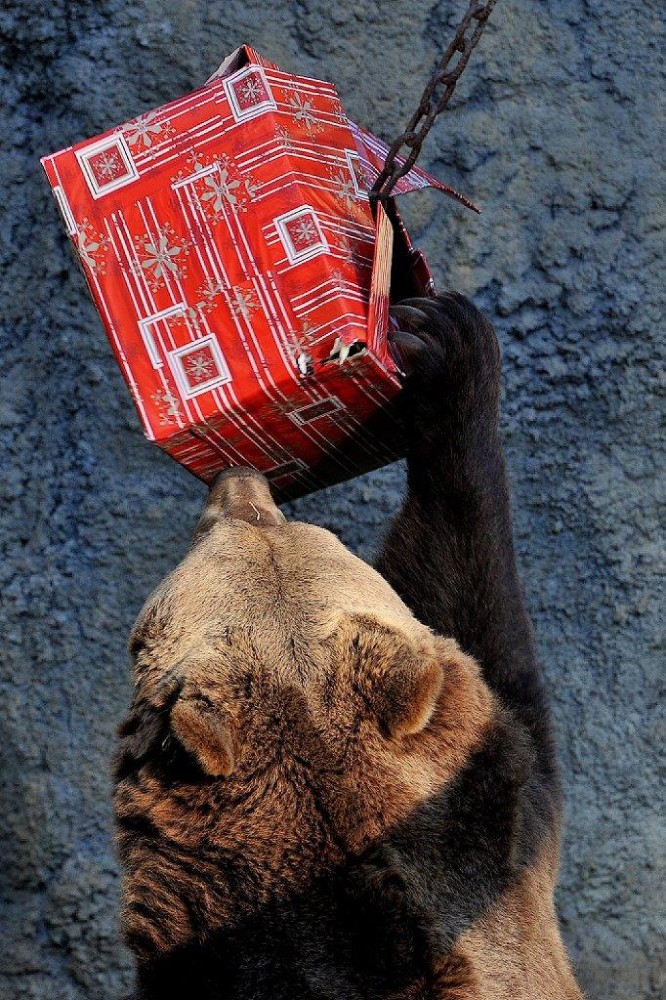 Festività al Bioparco di Roma fino al 6 Gennaio 2026