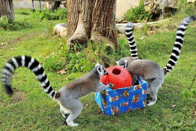 Festività al Bioparco di Roma fino al 6 Gennaio 2026