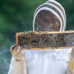 Ricerca CREA, studiare il miele per conoscere lo stato di salute delle api