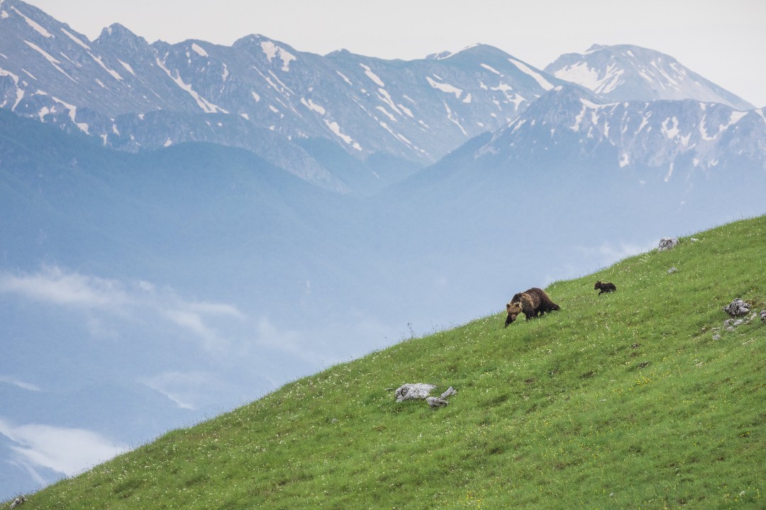 Il paese della biodiversità, la mostra fotografica torna al MAXXI di Roma