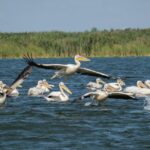 Giornata Mondiale delle zone umide, perché è importante celebrarle