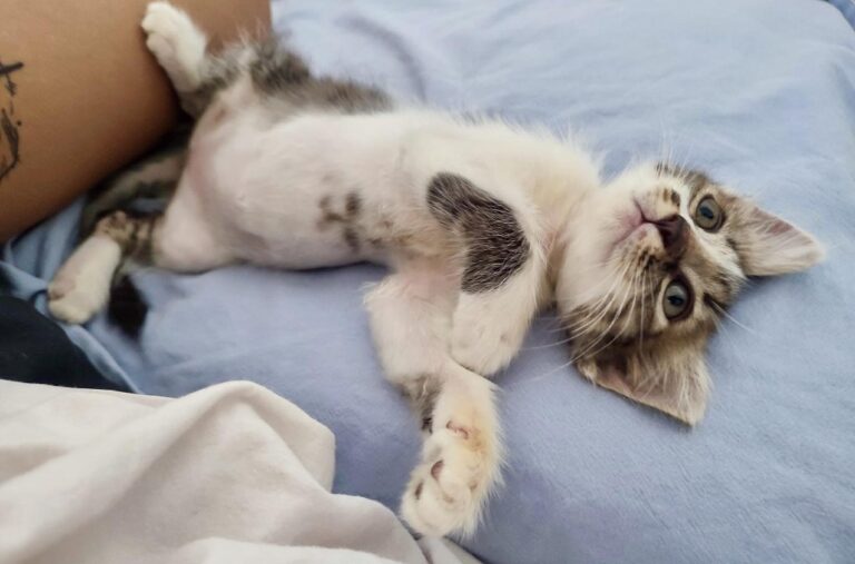 Giornata Nazionale del Gatto, una ricorrenza tra aneddoti e curiosità