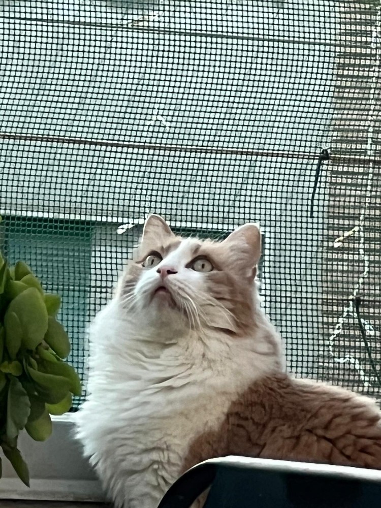 Giornata Nazionale del Gatto, una ricorrenza tra aneddoti e curiosità