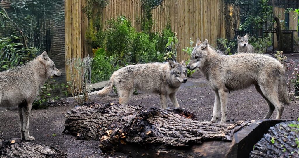 Il Bioparco di Roma accoglie quattro giovani lupi grigi eurasiatici