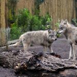 Il Bioparco di Roma accoglie quattro giovani lupi grigi eurasiatici