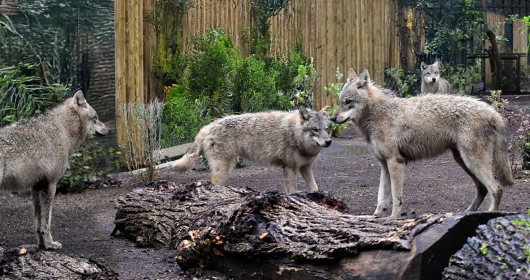 DGM_4509-MAMDG-albn-pht