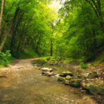 Giornata Internazionale delle Foreste FSC® Italia: “Sempre più gestione forestale responsabile”