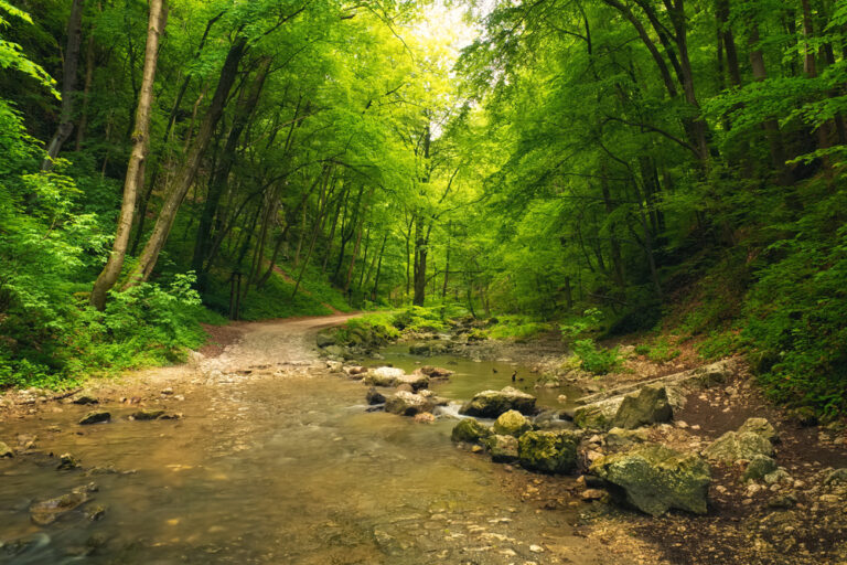 Giornata Internazionale delle Foreste FSC® Italia: “Sempre più gestione forestale responsabile”