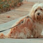 Dog trekking a Firenze: itinerari a 4 zampe tra arte, natura e benessere