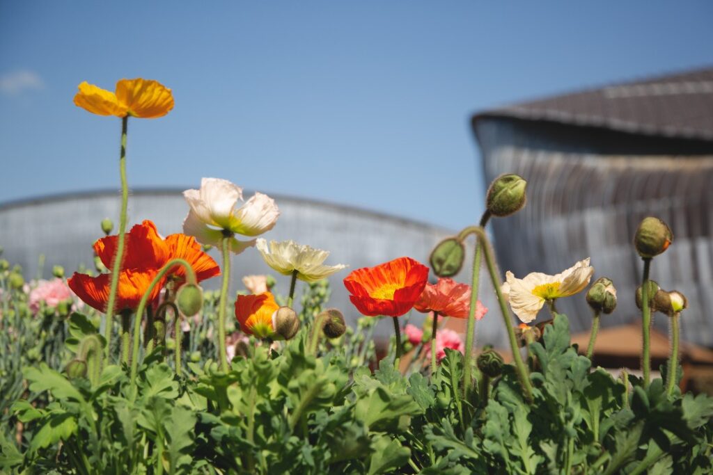 XV Festival del Verde e del Paesaggio a Roma