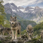 Chi avvelena un lupo è un criminale, basta tolleranza