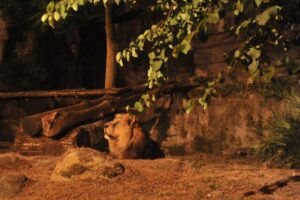 Bioparco, apertura serale con l’evento “Il Bioparco al Tramonto”