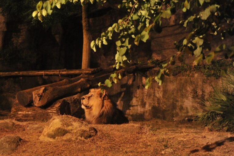Bioparco, apertura serale con l’evento “Il Bioparco al Tramonto”