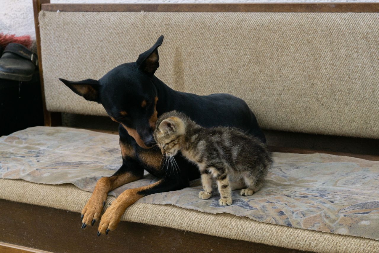 Gli italiani e gli animali nel Rapporto Italia 2026 di Euripses, il giudizio di Enpa