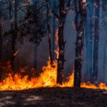Leal denuncia i gravissimi incendi dolosi in Calabria