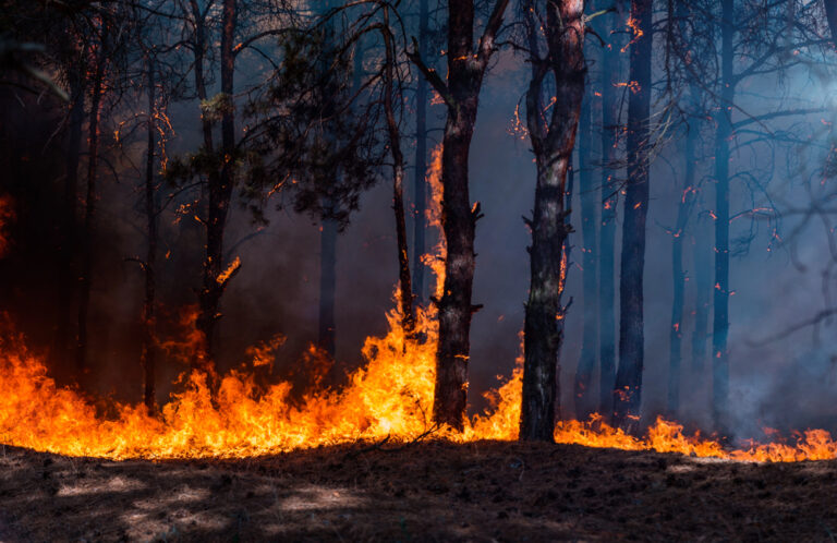 Leal denuncia i gravissimi incendi dolosi in Calabria