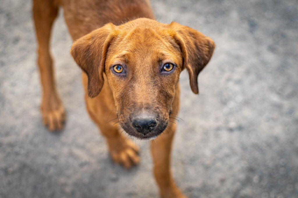 Contro l’abbandono degli animali, ENPA rinnova il suo impegno