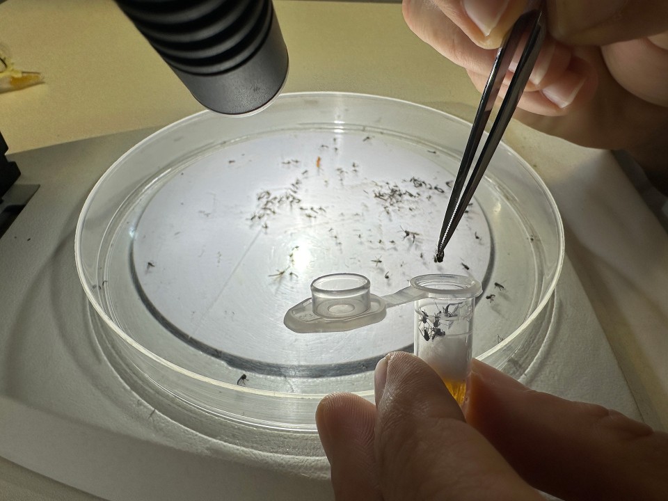 Zanzara tigre, batterio Wolbachia riduce la capacità riproduttiva  