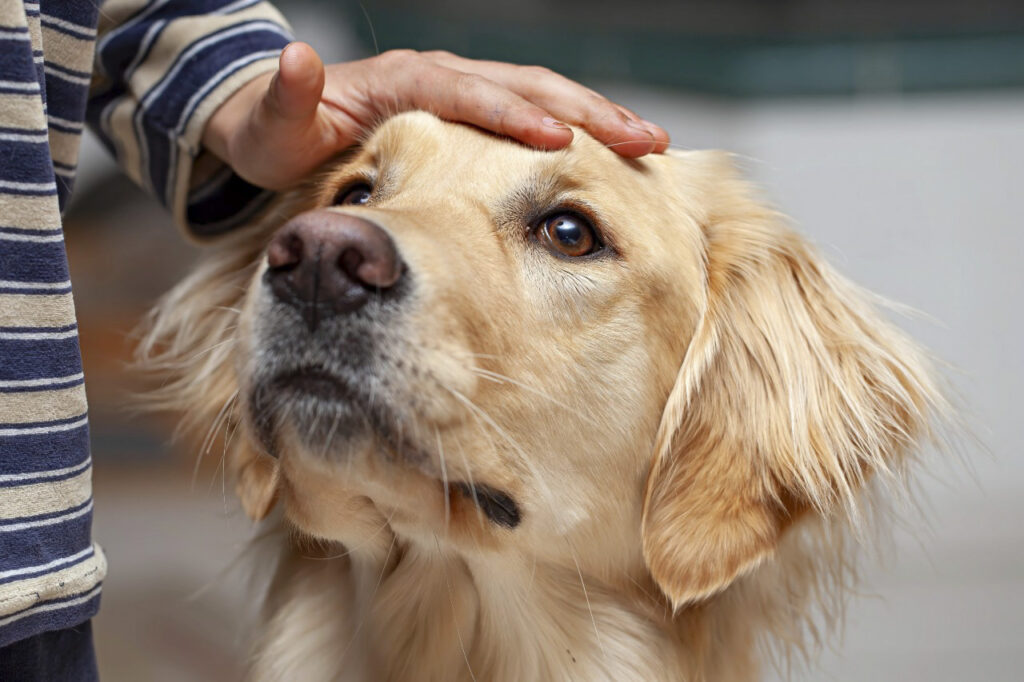La Giornata degli Animali Enpa 2026, appuntamento il 3 e 4 ottobre