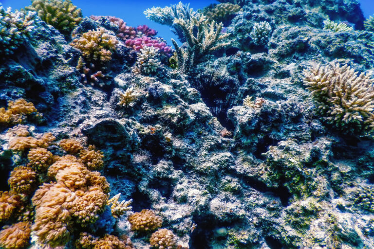Golfo della Spezia: Enea mappa gli habitat marini da proteggere