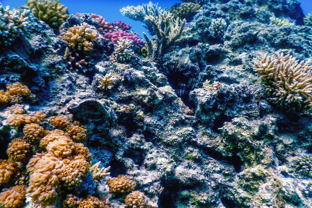 Golfo della Spezia: Enea mappa gli habitat marini da proteggere